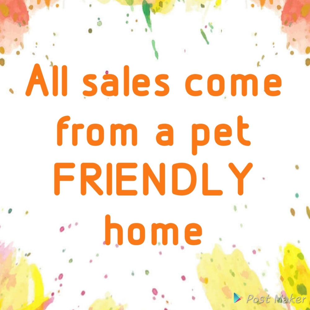 Pet FRIENDLY home